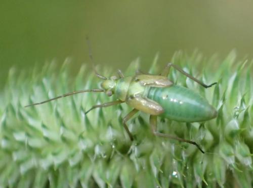 Stenotus binotatus